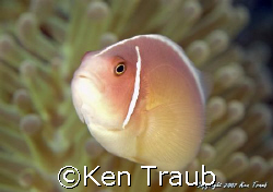 PinkAnemonie fish by Ken Traub 